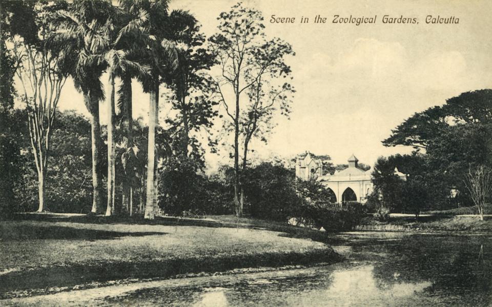 'Scene in the Zoological Gardens, Calcutta'. Trees and lake at the Zoological Gardens in Calcutta, India. Postcard.