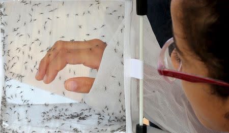 A girl puts her hand in a box with male genetically modified Aedes aegypti mosquitoes at an educational exhibition by British biotechnology company Oxitec in Piracicaba Brazil, March 5, 2015. REUTERS/Paulo Whitaker