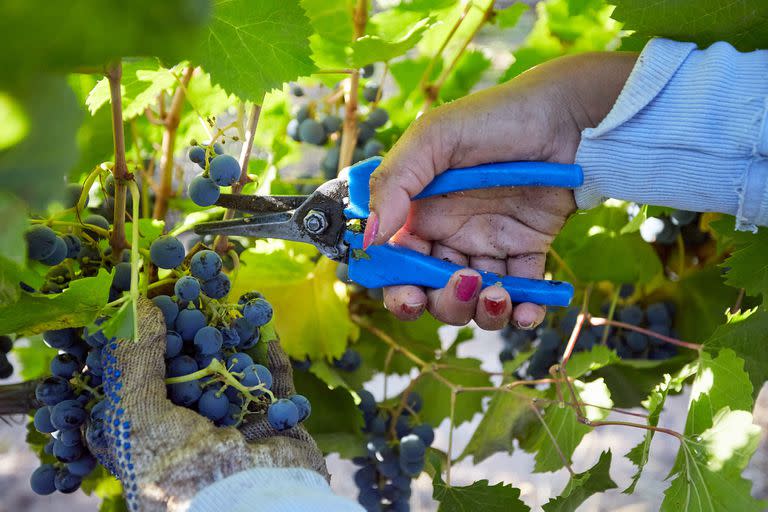 Cosecha de malbec en un vinedo de Barrancas, departamento de Maipu. A pesar de la baja rentabilidad, la falta de cosechadores y los reclamos de los trabajadores vitivinicolas, la cosecha de uva no ha parado. Mendoza, miercoles 31 de marzo de 2021. (La Nacion/Marcelo Aguilar)