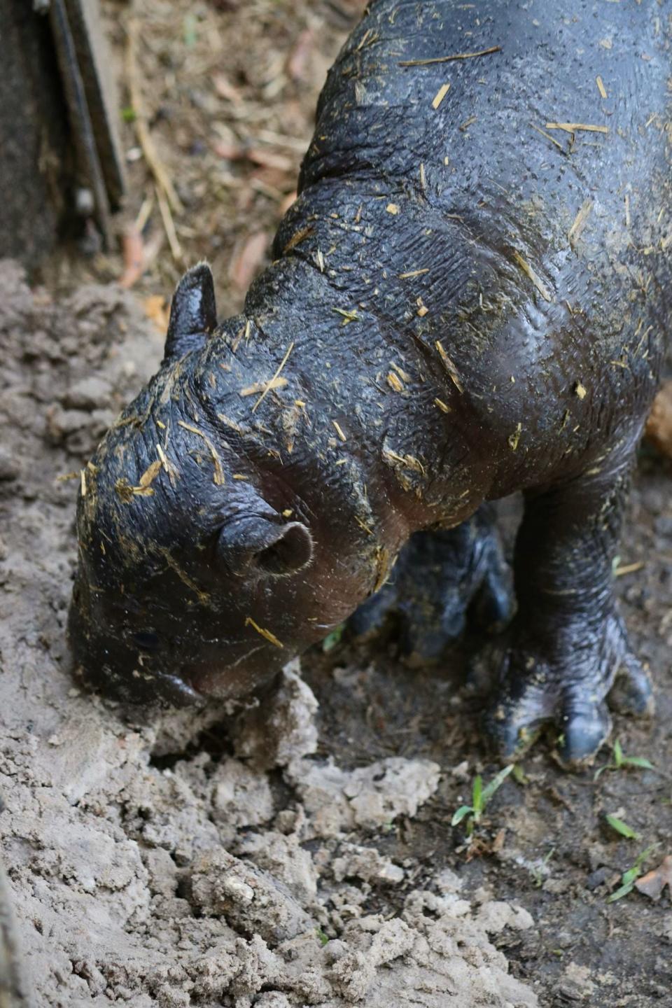 ZooTampa at Lowry Park is celebrating the birth of rare and endangered pygmy hippopotamus.