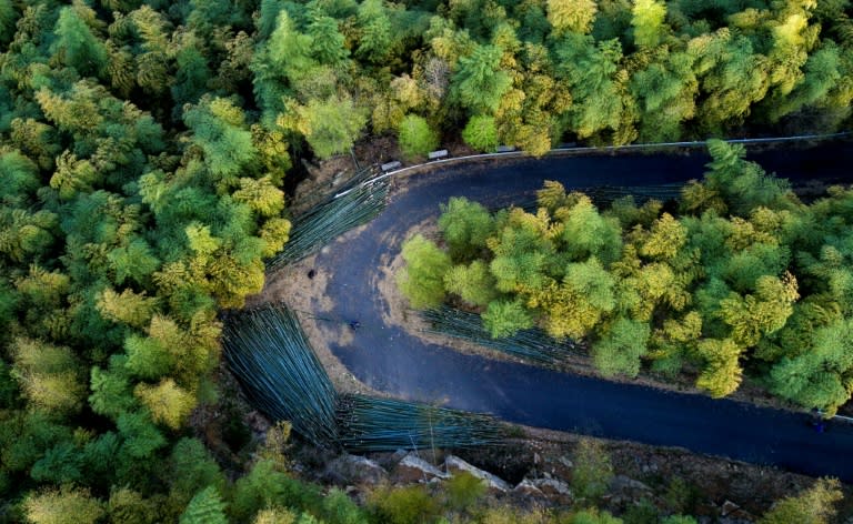 The rich bamboo forests in Lin'an in China's eastern Zhejiang province supply up to two-thirds of the country's bamboo shoots, plus a range of other products derived from the fast-growing plant