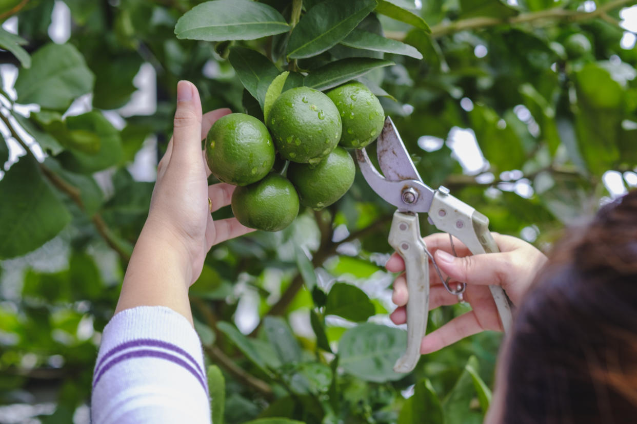  Pruning a fruit tree with woman holding secateurs to limes 