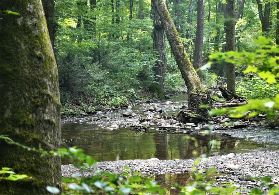 Century-old trees are seen bordering the Hornbeck Creek within the Delaware Water Gap National Recreation Area in this photo taken Thursday, June 29, 2023. The creek area and a second area on Mount Minsi in the southern end of the park have been added to the Old-Growth Forest Network.