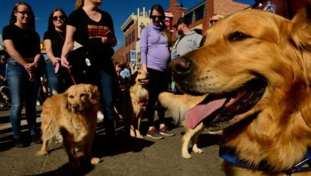 Over 1,000 Golden Retrievers Take to Colorado Streets for 'Goldens in  Golden' Event