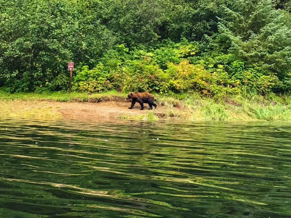 A brown bear prowls the shore a few yards from the author's boat.