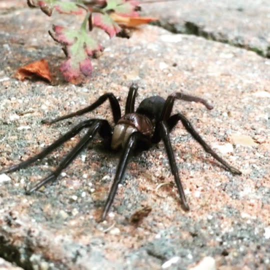 Spiders actually look bigger to arachnophobes