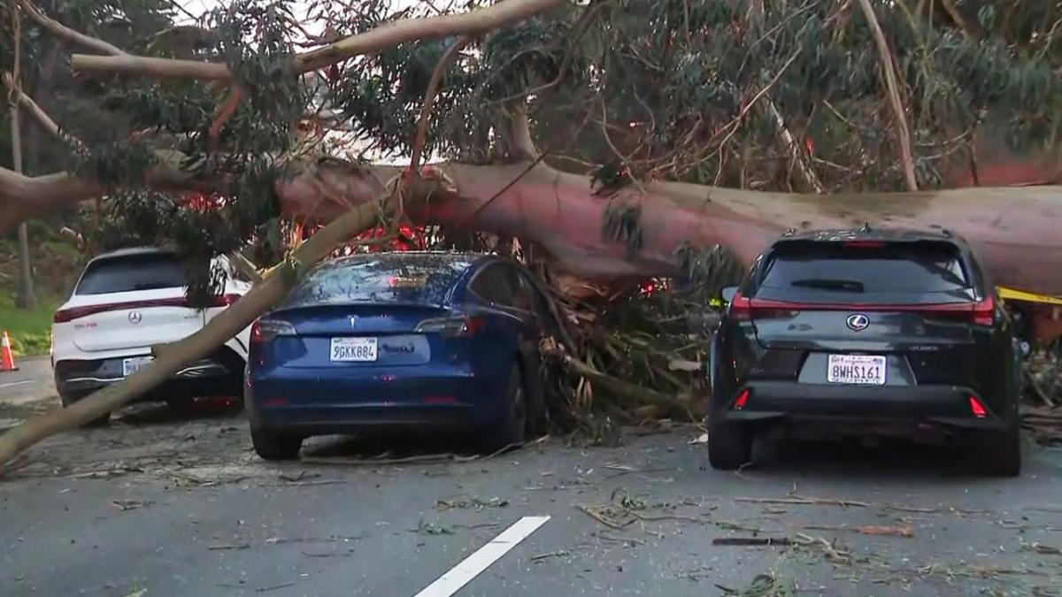 11 People Rescued After Huge Tree Falls On Several Vehicles In San