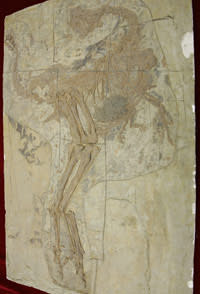 <b>A cast of the skeleton of a birdlike dinosaur known as <i>Caudipteryx</i>, on display in Bejing in 2007.</b> Getty Images