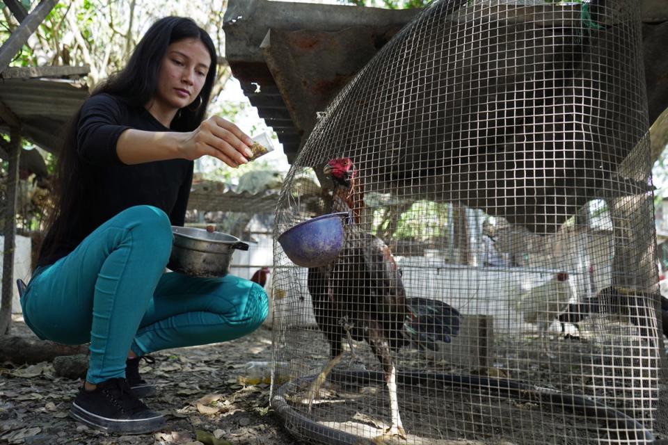 Xochitl helps her family with the chickens (Victor Peña/ Evening Standard)