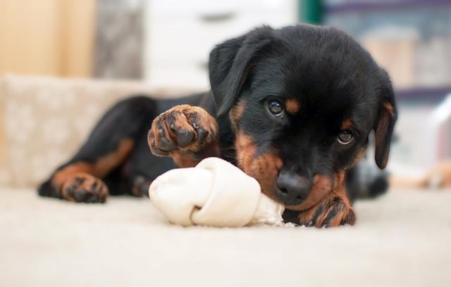 baby rottweiler