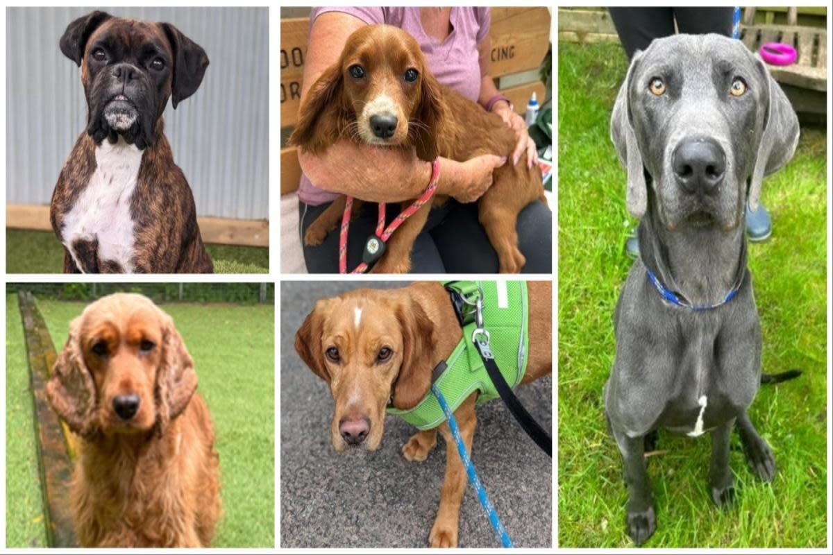 The five dogs looking for forever homes at Many Tears Animal Rescue