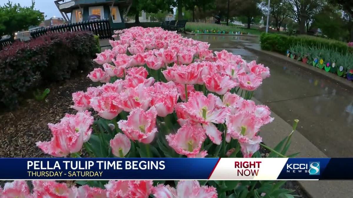 Tulip Time Schedule, tickets, weather and more to know if you're