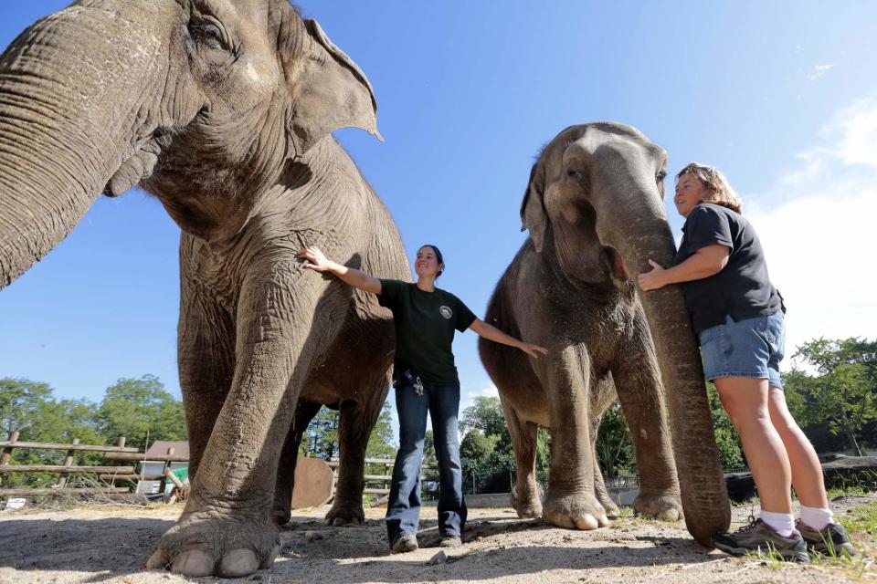 The Buttonwood Park Zoo is home to two Asian elephants, Ruth and Emily.