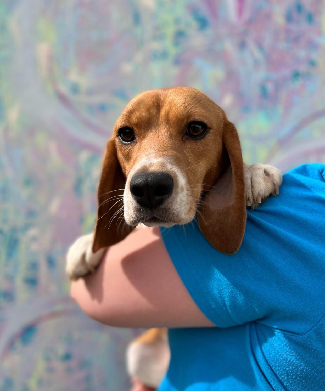 Rescued Beagle
