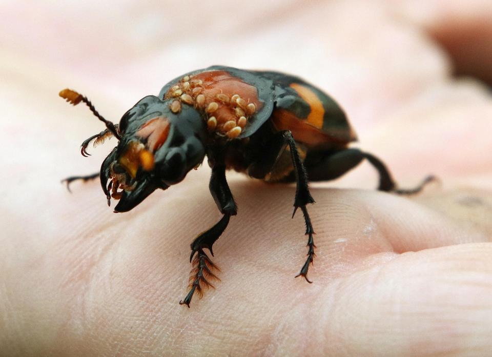 An American burying beetle that was captured, marked and released on Block Island.