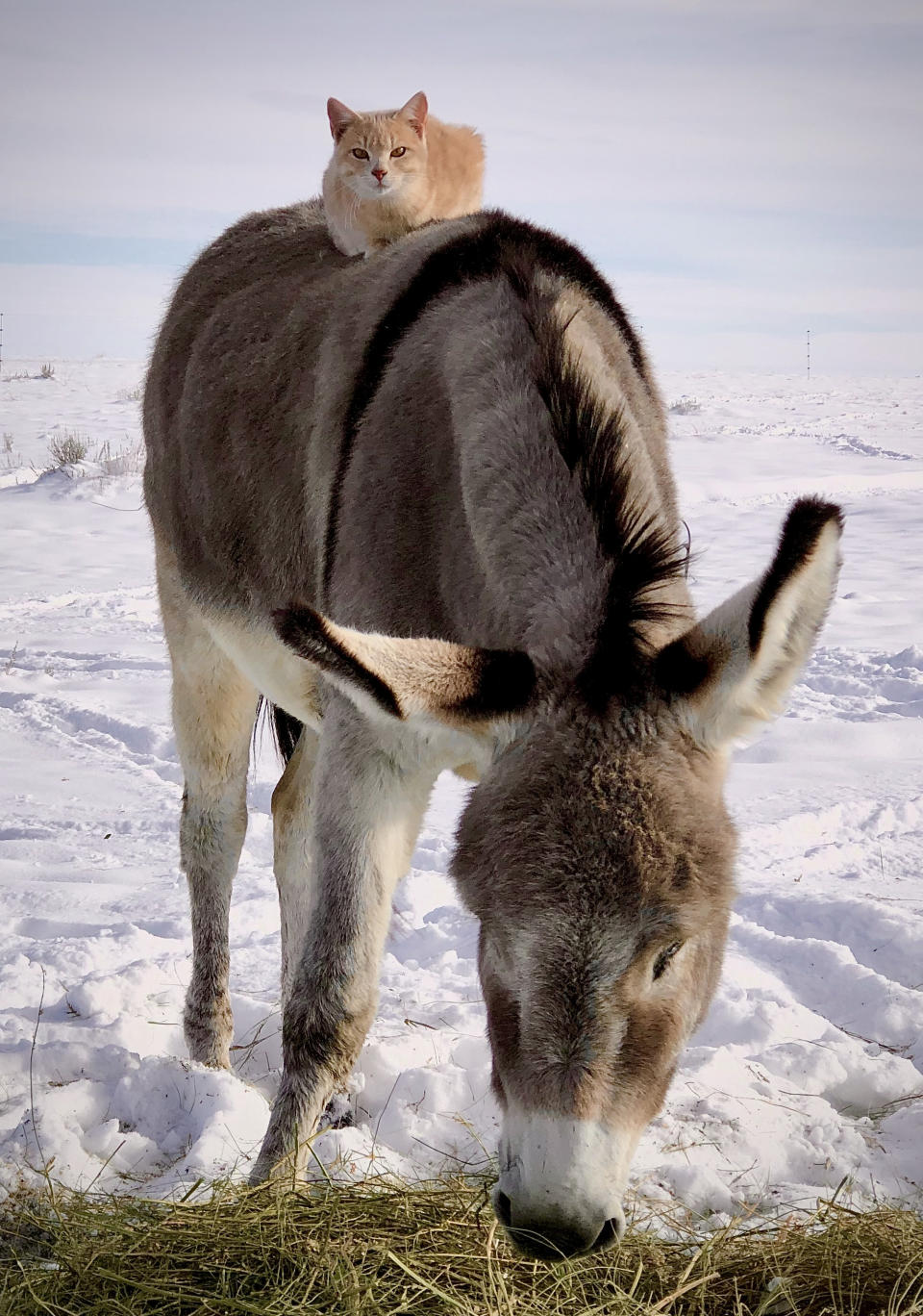 This cat and donkey have become best friends