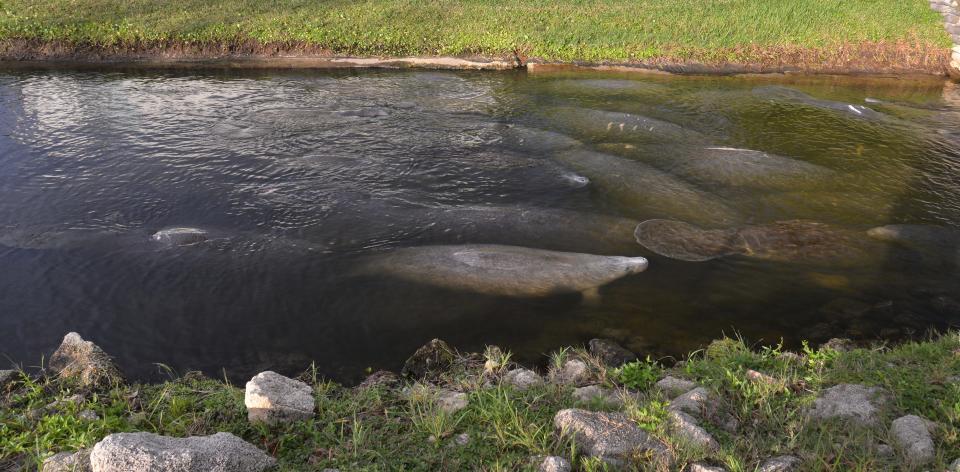 The manatees huddling in the warm canal at Desoto Park in Satellite Beach has become a popular spot for locals and people visiting from out of town to come see the manatees up close. 