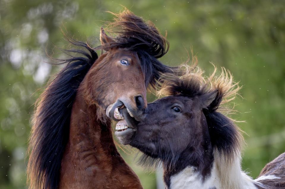 Icelandic horses play at a stud farm in Wehrheim near Frankfurt, Germany, Friday, April 12, 2024. (AP Photo/Michael Probst)