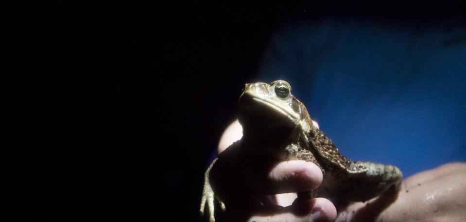 A non native cane toad is documented by FGCU researchers and volunteers off of Three Oaks Parkway on Wednesday June 16, 2021. A USGS report suggests that the species expanded its range in the wake of Hurricane Ian.