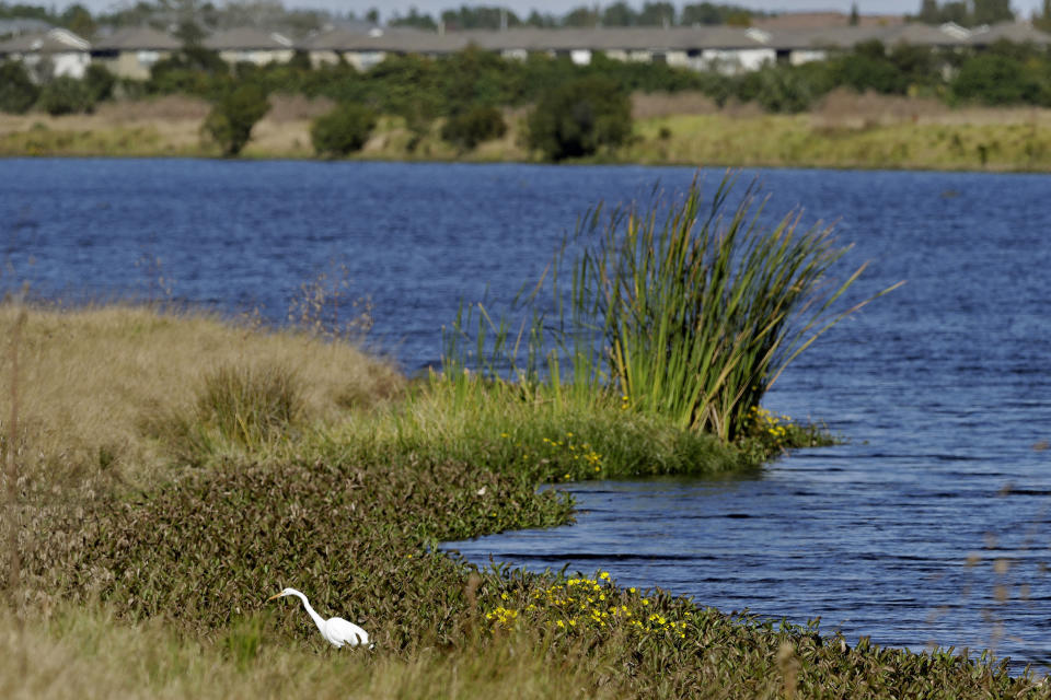 FILE - An egret looks for food along Valhalla Pond in Riverview, Fla.. on Dec. 11, 2018. The House on March 9, 2023, voted to overturn the Biden administration’s protections for thousands of small streams, wetlands and other waterways, advancing long-held Republican arguments that the regulations are an environmental overreach and burden to business. The vote was 227-198 to overturn the rule. (AP Photo/Chris O'Meara, File)