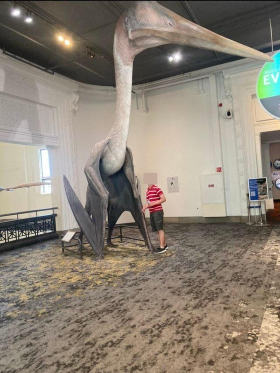 A Quetzalcoatlus as big as a giraffe on display, with a small boy next to it