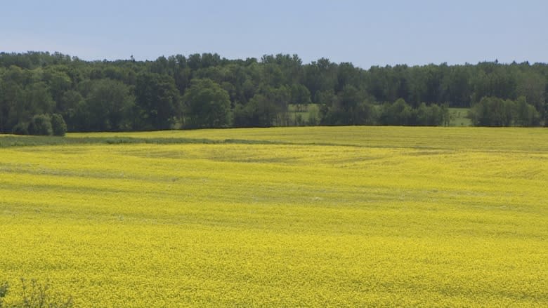 Why P.E.I. potato farmers are planting more mustard than ever