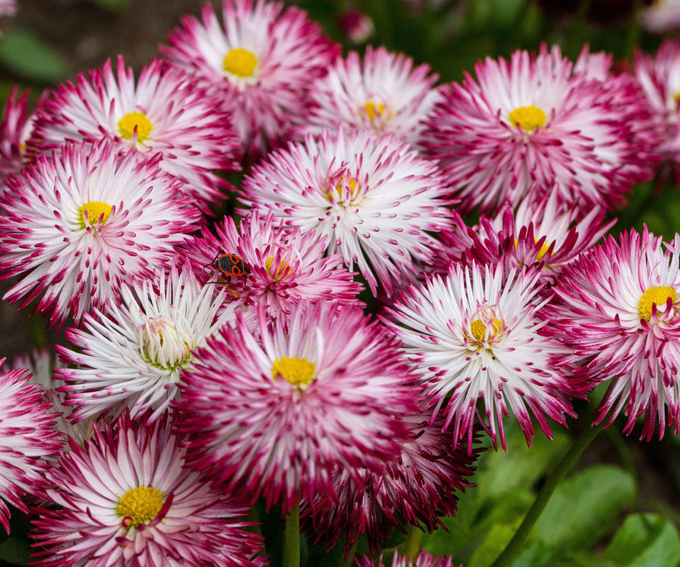 red and white flowers of Bellis perennis 'Habanera White with Red Tips'