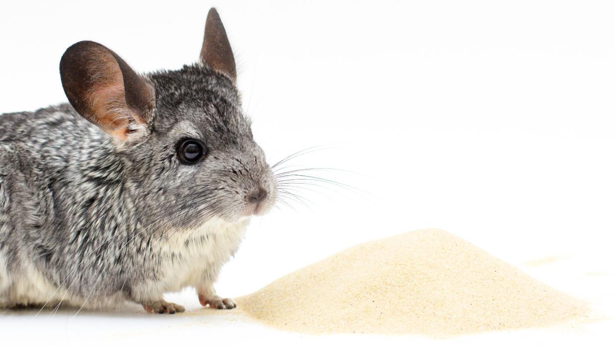  Chinchilla sitting next to pile of sand with white background 