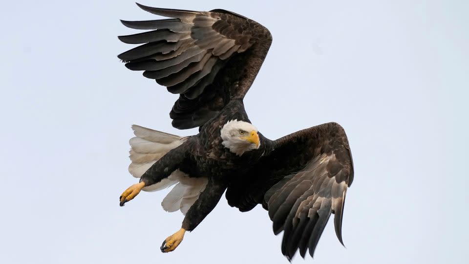 A bald eagle flies at Loess Bluffs National Wildlife Refuge Friday, December 24, 2021, in Mound City, Montana. - Charlie Riedel/AP/File