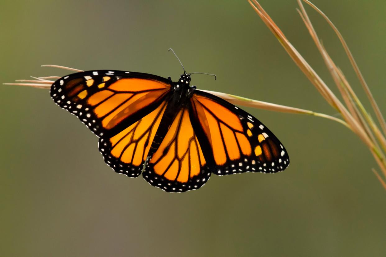 A monarch butterfly spreads its wings. Image provided from the South Carolina Wildlife Federation's annual photo contest.