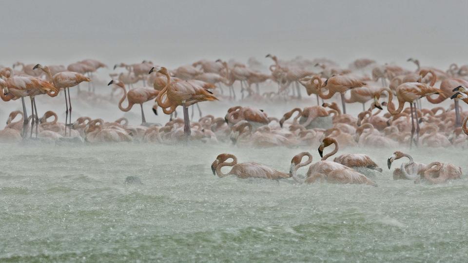 Planet Earth III ,Coasts,1,A storm batters a colony of nesting Caribbean flamingos on the coast of Mexico.,Â©BBC Studios,BBC Studios
