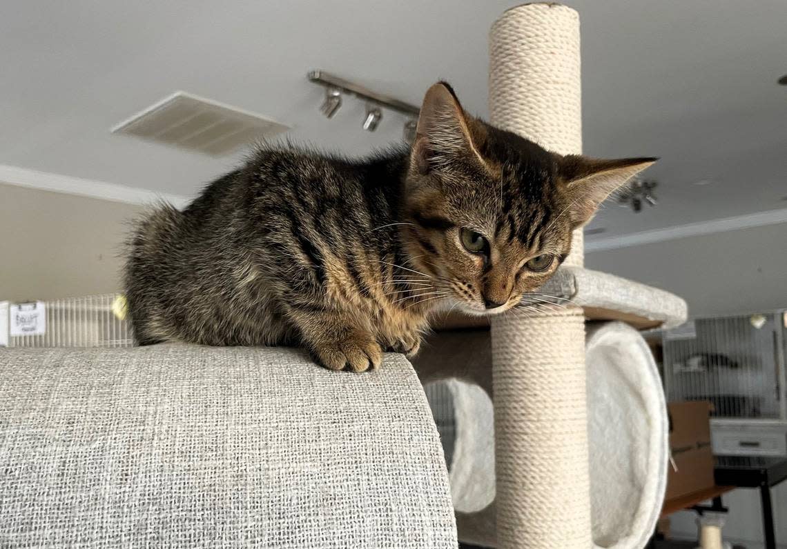 Nello, a 2-month-old tabby kitten, loves to play with cat charmer toys and hang out in high spaces, but he also likes a good cuddle. He is available for adoption from the Independent Animal Rescue nonprofit group in Durham.