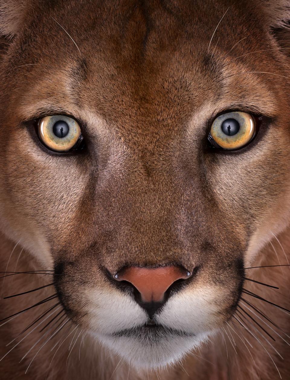 Wild eyes: Photographer Brad Wilson captures a beautiful image of a mountain lion as part of his 'Affinity' exhibiton on display in London this week (Brad Wilson/Doinel Gallery)