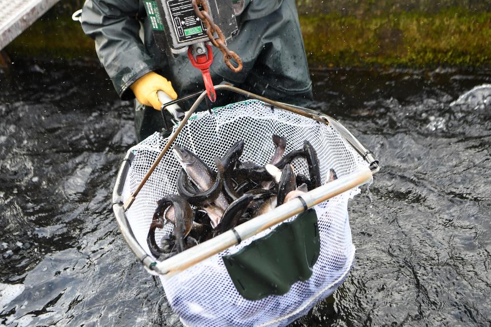 Jillian Osborne, a fish culturist with the North Carolina Wildlife Resources Commission, weighs a net full of trout before they are loaded into a truck to be transported to Cane Creek, at the Bobby N. Setzer State Fish Hatchery in the Pisgah National Forest on Wednesday, March 21, 2018. 