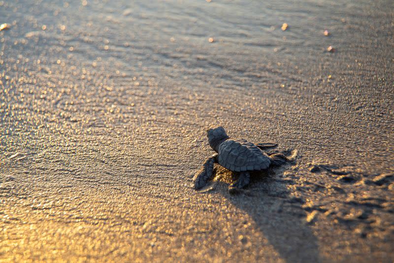 Volunteers release baby turtles into the sea on Chacocente beach in Nicaragua