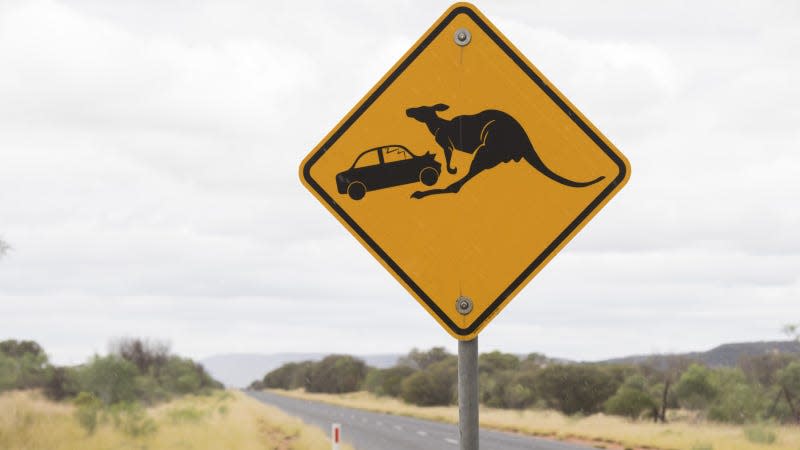 Watch out: massive kangaroos ahead. - Photo: James D. Morgan (Getty Images)