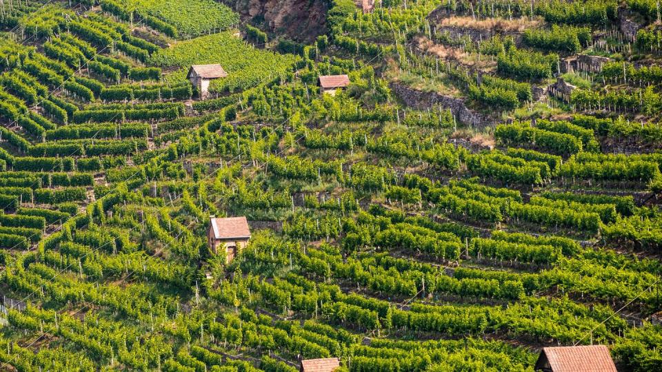 Die Sonne scheint auf die Weinberge nahe den Stuttgarter Stadtteilen Münster und Hofen.