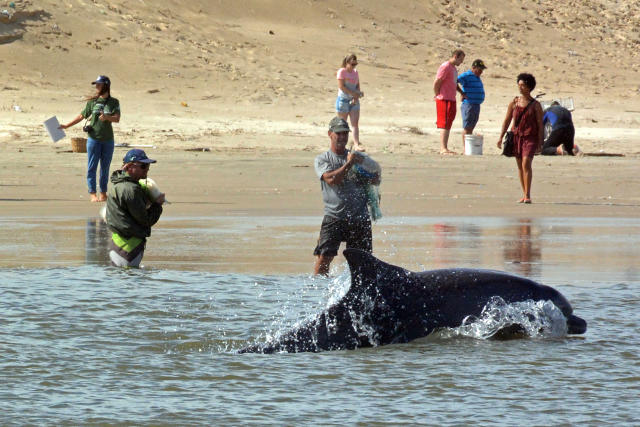 Prohíben y restringen la pesca de dos animales del mar