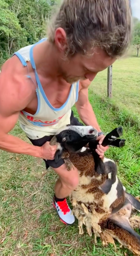 Nick 'The Honey Badger' Cummins Rescues Goat Trapped In Fence