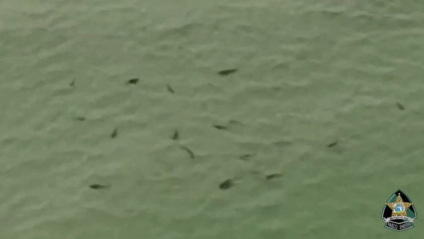 The Pasco Sheriff's Office shared footage of Anclote Sandbar and Anclote Island sharks swimming off the coast.