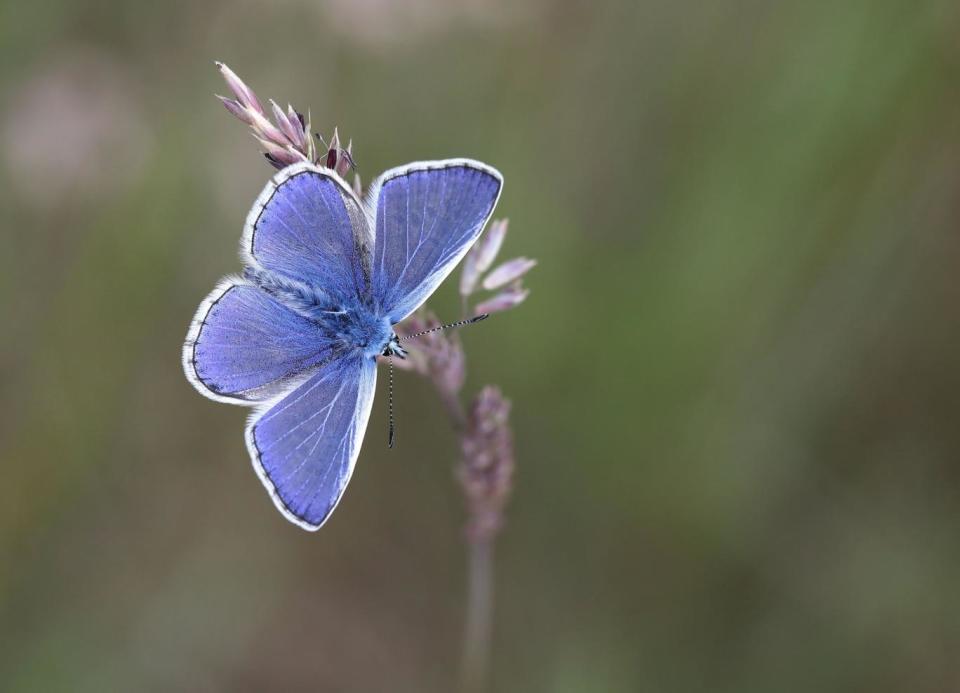 One type of butterfly to look out for during the Big Butterfly Count is the common blue. (PA)