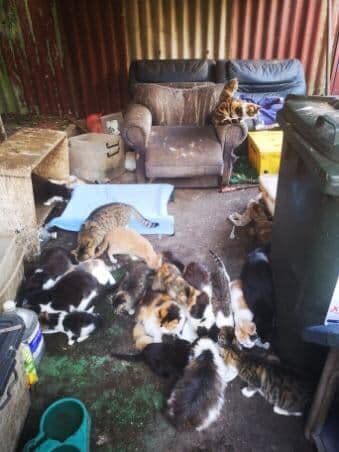 The Cat Rescue and Foster Carers Sydney Australia Facebook page shared photos of the cats living in squalid conditions.