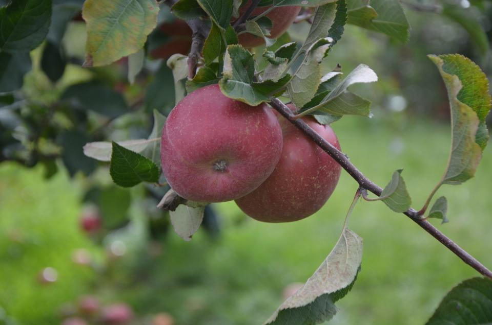 The U-pick apple orchard at Gull Meadow Farms in Richland on Sunday, October 21, 2018.