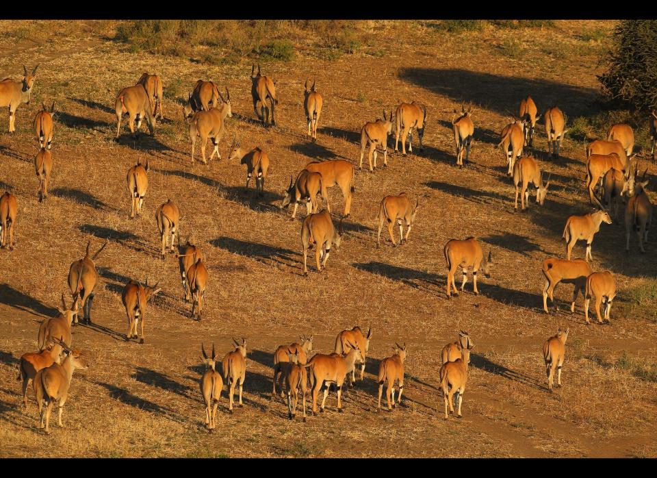 A herd of Eland walk across a savannah at Mashatu.  <em>  Photo by Cameron Spencer/Getty Images</em>