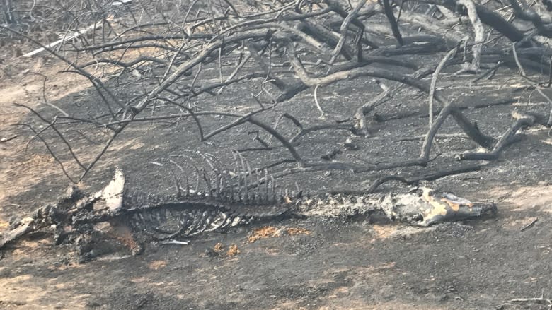 'Part of me feels I should have died with my cats': Siksika residents lose homes, animals in fire