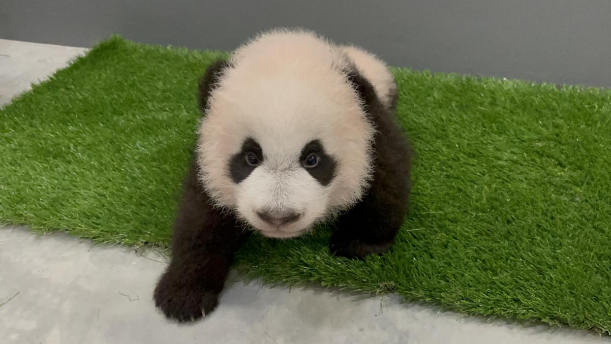 Singapore’s first giant panda cub shows off his newfound crawl-walking skills. Photo taken on Day 95 (16 November 2021). Keepers documented the cub’s first steps on Day 89. (PHOTO: Mandai Wildlife Group)