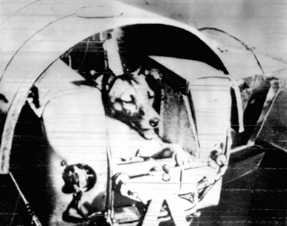 Laika, the Soviet satellite dog, in her air conditioned kennel before being put into Sputnik II for her journey into space (PA) (PA Archive)