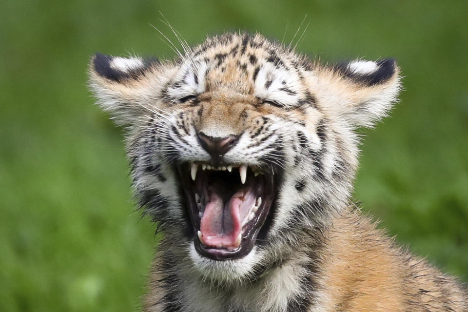 <p>A little Siberian tiger hisses in the outdoor enclosure at the Animal Park Hagenbeck, in Hamburg, Germany, Oct. 12, 2017. (Photo: Christian Charisius/AP) </p>