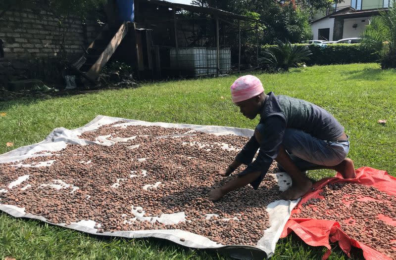 An employee dries cocoa pods at the Lowa Chocolate Factory in Goma