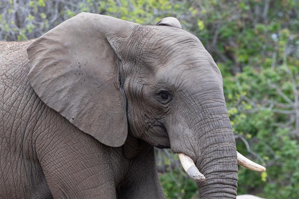Гледайте този застрашен тийнейджър слон да танцува и пее под дъжда в зоопарка в Сан Диего